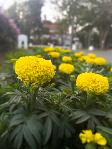 Fiori nel giardino tropicale