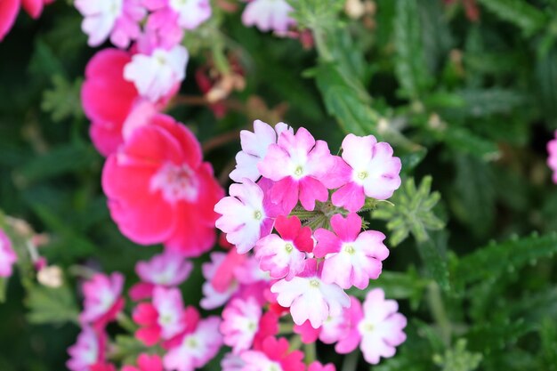 Fiori nel giardino