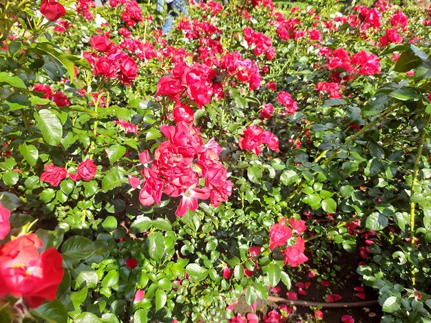 Fiori nel giardino