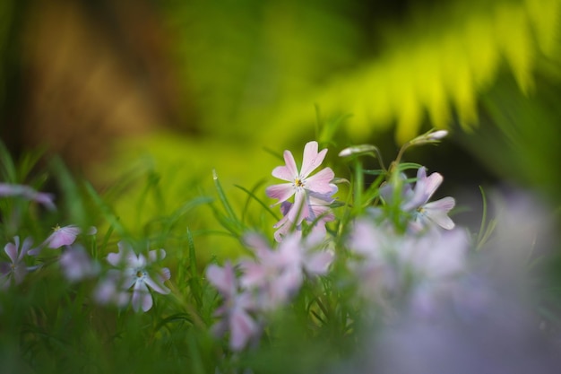 Fiori nel giardino