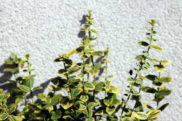 Fiori nel giardino