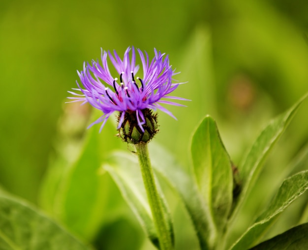 Fiori nel giorno di estate del giardino, fine su