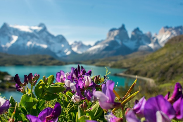 fiori nel lago in patagonia cile