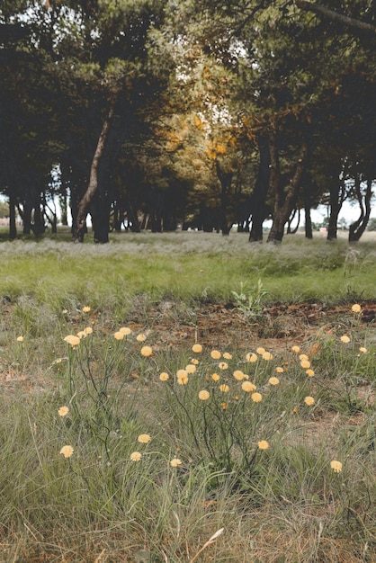 Fiori nel paesaggio del campo La Pampa Provincia Argentina