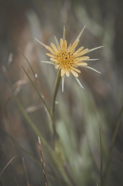 Fiori nel paesaggio del campo La Pampa Provincia Argentina