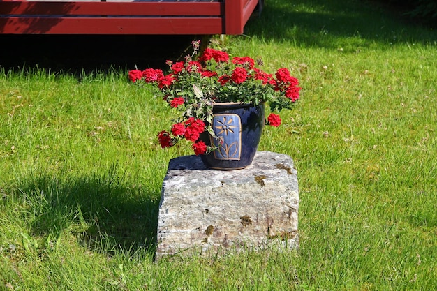 Fiori nel piccolo villaggio sulle montagne Norvegia