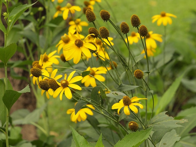 Fiori nel prato