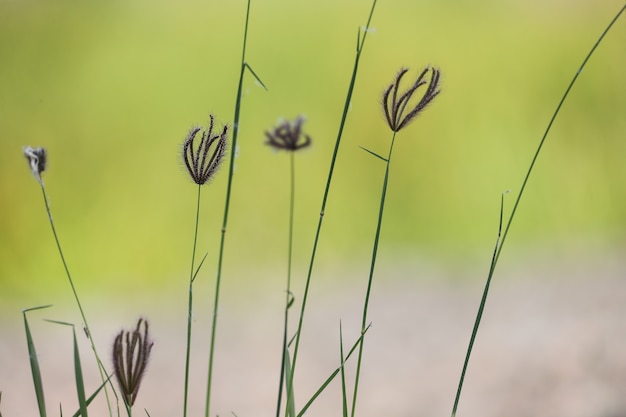 Fiori nell&#39;erba aperta. Sfondo naturale