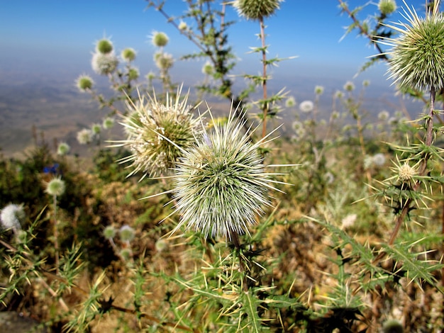 Fiori nella città di Lalibela, Etiopia