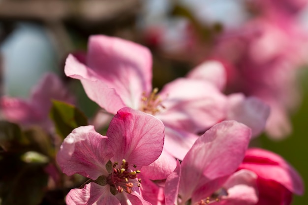 Fiori nella stagione primaverile