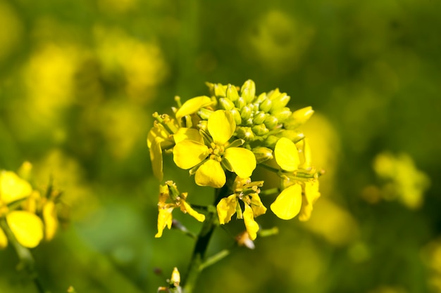 Fiori nella stagione primaverile