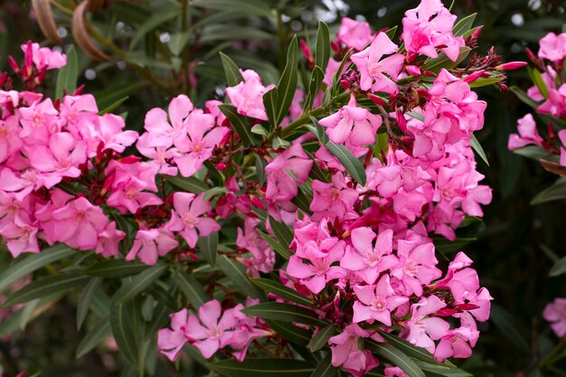 Fiori o nerium rosa di fioritura dell&#39;oleandro in giardino.