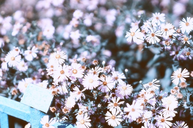 Fiori pallidi della margherita nel fondo del bokeh del parco hd