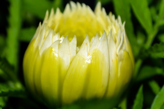 Fiori perenni da giardino chiamati strohblumen pflanzen comunemente sconosciuti come fiori di paglia in Asia