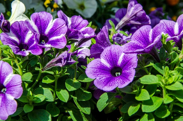 Fiori piante fiori da giardino rosa pelargonio ortensia rosso scuro petunia viola