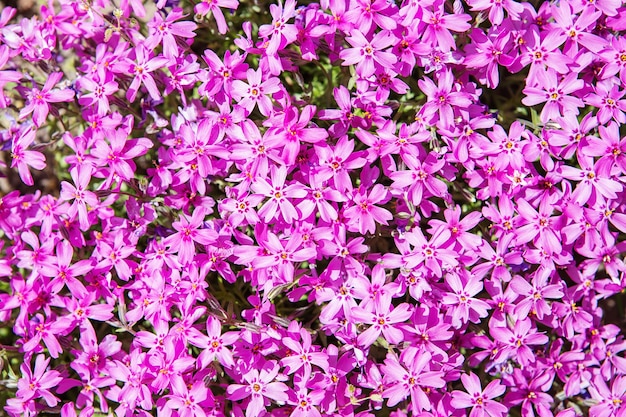 Fiori piccoli di phlox subulata viola sbocciano