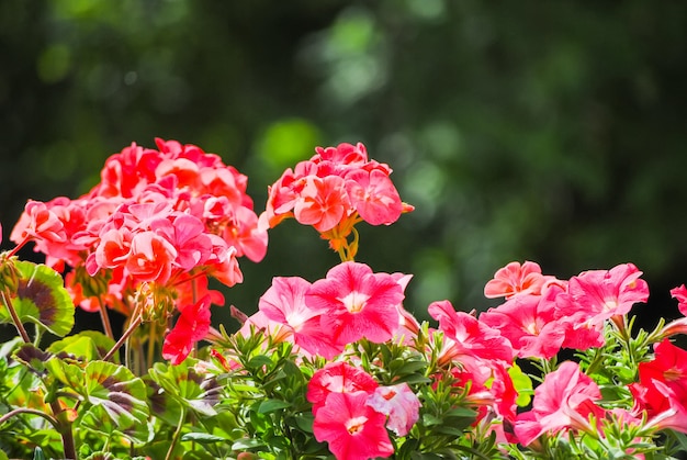 Fiori pittoreschi nel parco