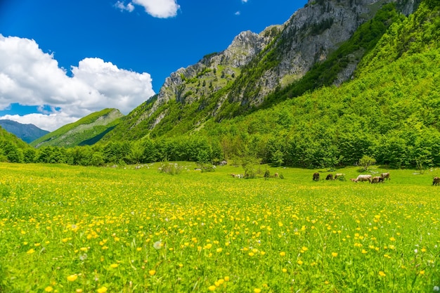 Fiori pittoreschi nel prato in alta montagna