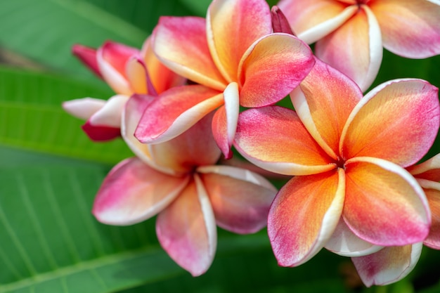 Fiori Plumplain su Plumeria dopo la pioggia