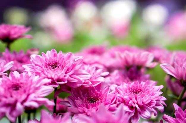 Fiori porpora del raccolto e del primo piano sul giardino di fiori confuso