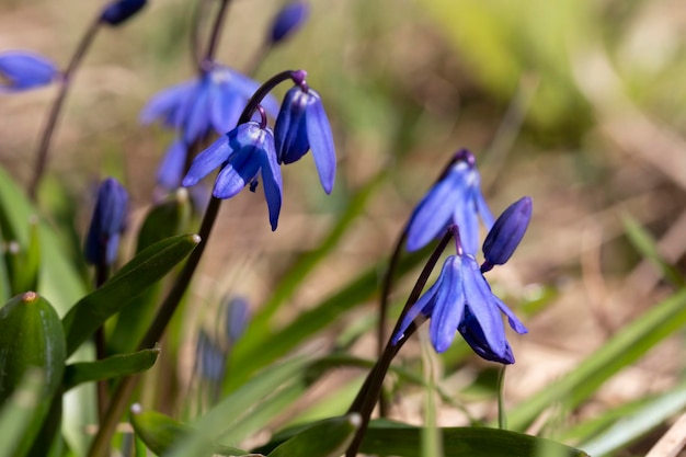 Fiori precoci di scilla siberica o scilla siberica blu