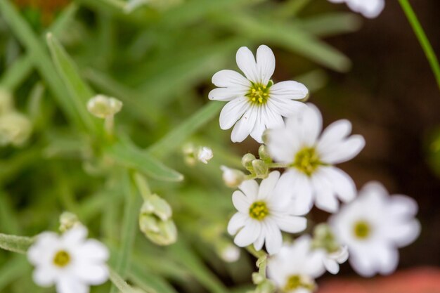 Fiori primaverili bianchi in giardino contro erba verde con messa a fuoco selettiva e sfondo sfocato