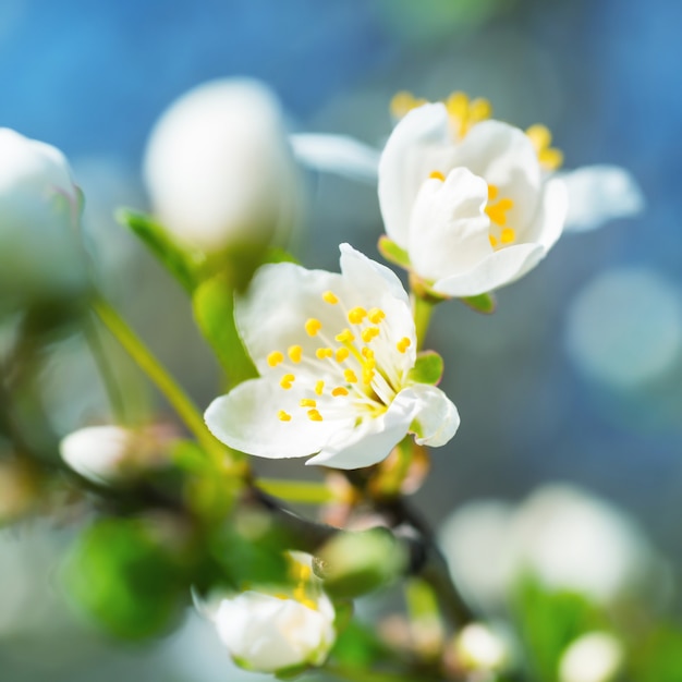 Fiori primaverili bianchi sboccianti primaverili su un susino su uno sfondo floreale morbido