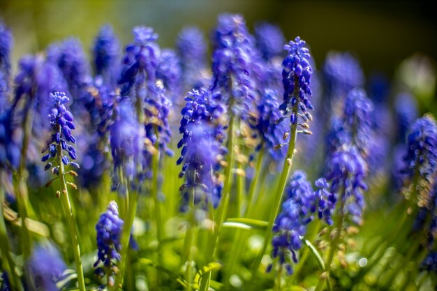 Fiori primaverili blu di fioritura dei giacinti dell'uva muscari. messa a fuoco selettiva. avvicinamento