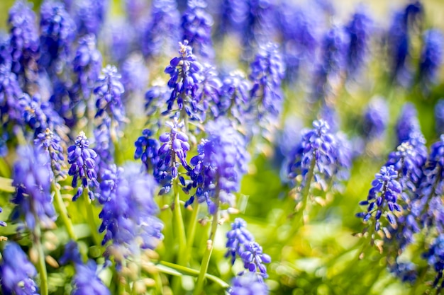 Fiori primaverili blu di fioritura dei giacinti dell'uva muscari. messa a fuoco selettiva