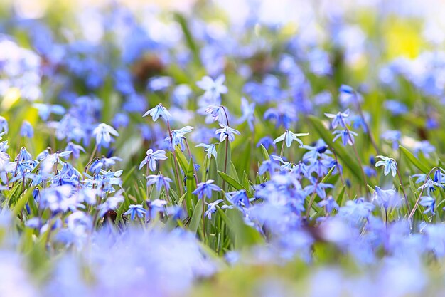 fiori primaverili blu selvatici, fiori di campo piccoli fiori, sfondo astratto sfocato molti fiori