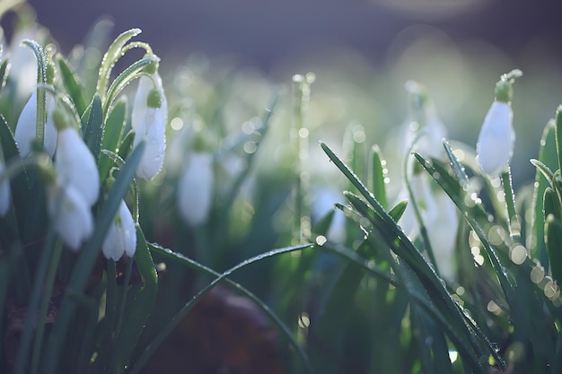 fiori primaverili, bucaneve a marzo nella foresta, bellissimo sfondo naturale, piccoli fiori bianchi