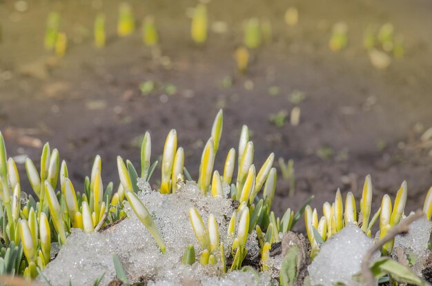 Fiori primaverili bucaneve Fiore bianco delicato bucaneve