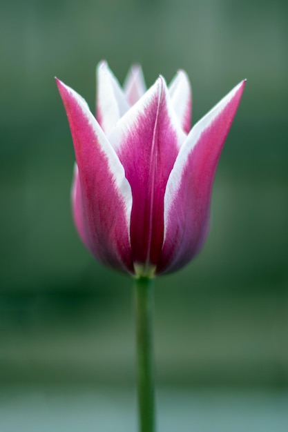 Fiori primaverili che crescono in un giardino all'aperto un tulipano a forma di giglio un genere di