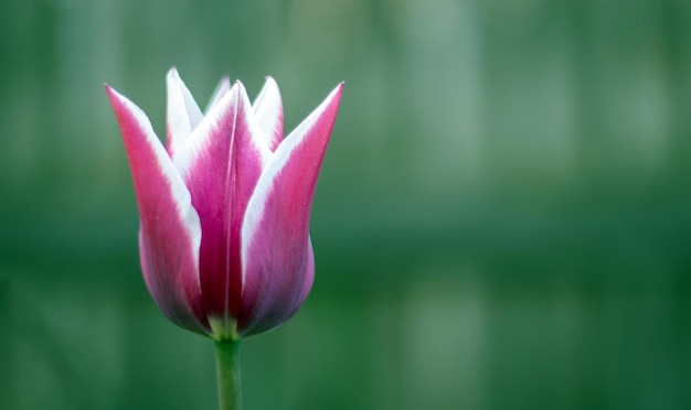 Fiori primaverili che crescono in un giardino all'aperto un tulipano a forma di giglio un genere di