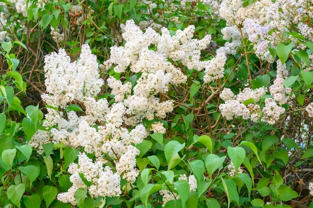 Fiori primaverili che sbocciano. Bellissimi fiori in fiore di lillà. concetto di primavera. I rami di lillà su un albero in un giardino.