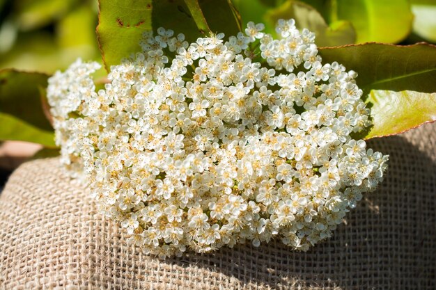 Fiori primaverili colorati su tela