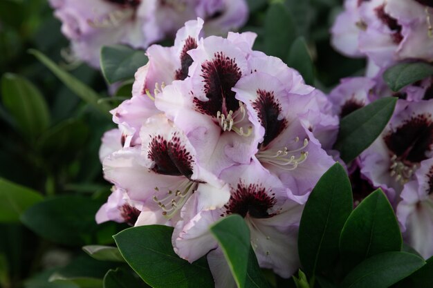 Fiori primaverili delle specie di rododendro. Bei fiori nel primo piano dell'aiola.