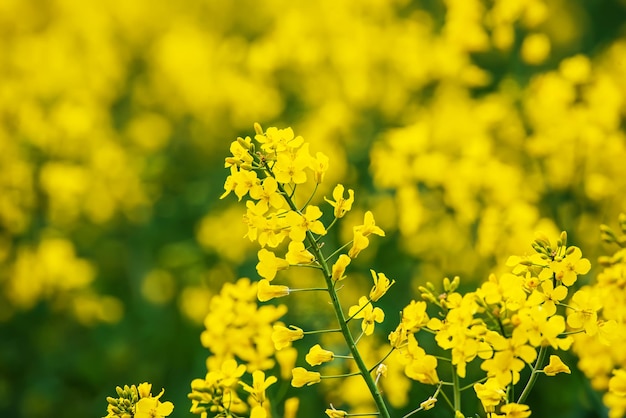 Fiori primaverili di colza