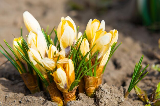 Fiori primaverili di croco e bucaneve