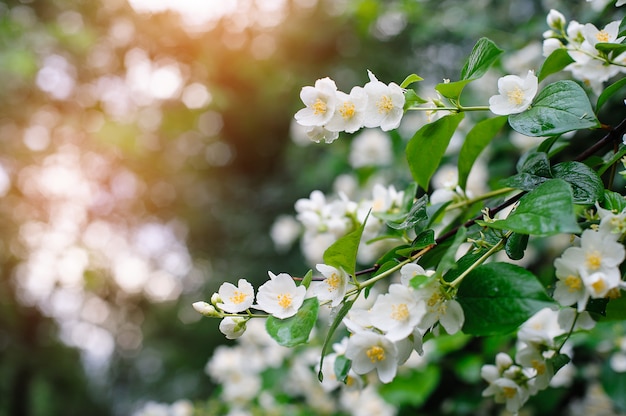 Fiori primaverili di gelsomino con gocce di pioggia