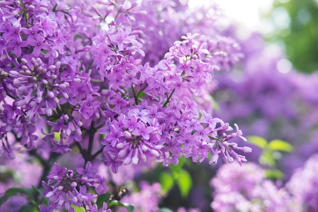 Fiori primaverili di lillà in giardino, sfondo primaverile