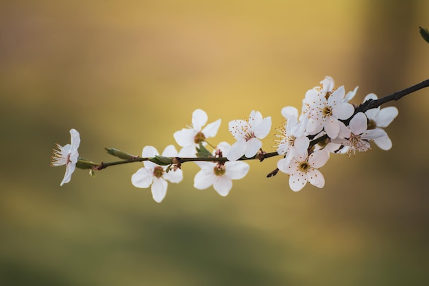 Fiori primaverili di prugna