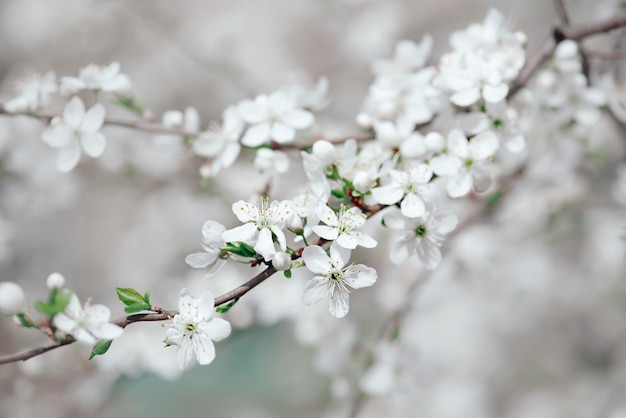 Fiori primaverili di prugna