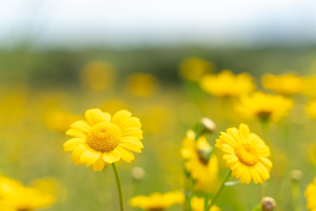 Fiori primaverili gialli - messa a fuoco selettiva