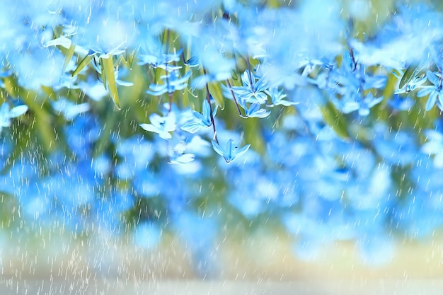 fiori primaverili gocce di pioggia, sfondo sfocato astratto fiori pioggia fresca