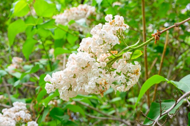 Fiori primaverili in fiore Bellissimi fiori fioriti di albero di lillà Concetto di primavera I rami di lillà su un albero in un giardino