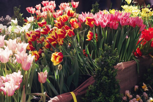 Fiori primaverili in fiore colorati in una giornata di sole in un fuoco selettivo morbido da giardino