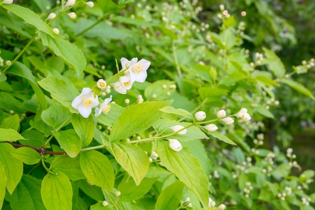 Fiori primaverili in fiore Fiori d'arancio jessamine Andaman satinwood Satinwood Murraya paniculata Jack pianta rampicante che porta fiori profumati usata in profumeria o tè