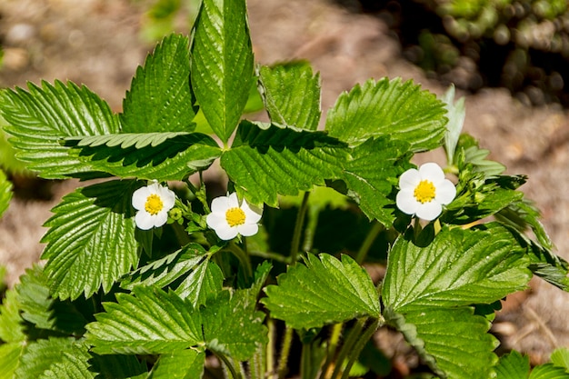 Fiori primaverili in giardino