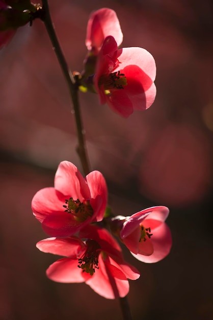 Fiori primaverili in piena fioritura